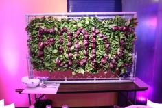 Foodz lettuce display wall
